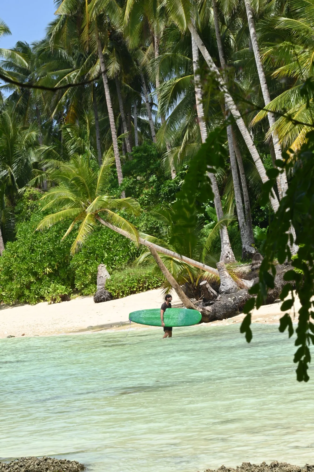 A surfer carrying a green surfboard through clear shallow water in front of a white sand beach and leaning palms