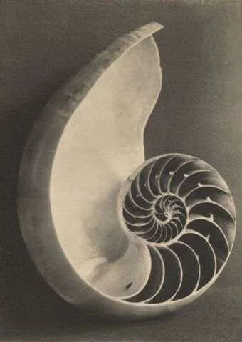 Nautilus shell cross-section showing golden spiral