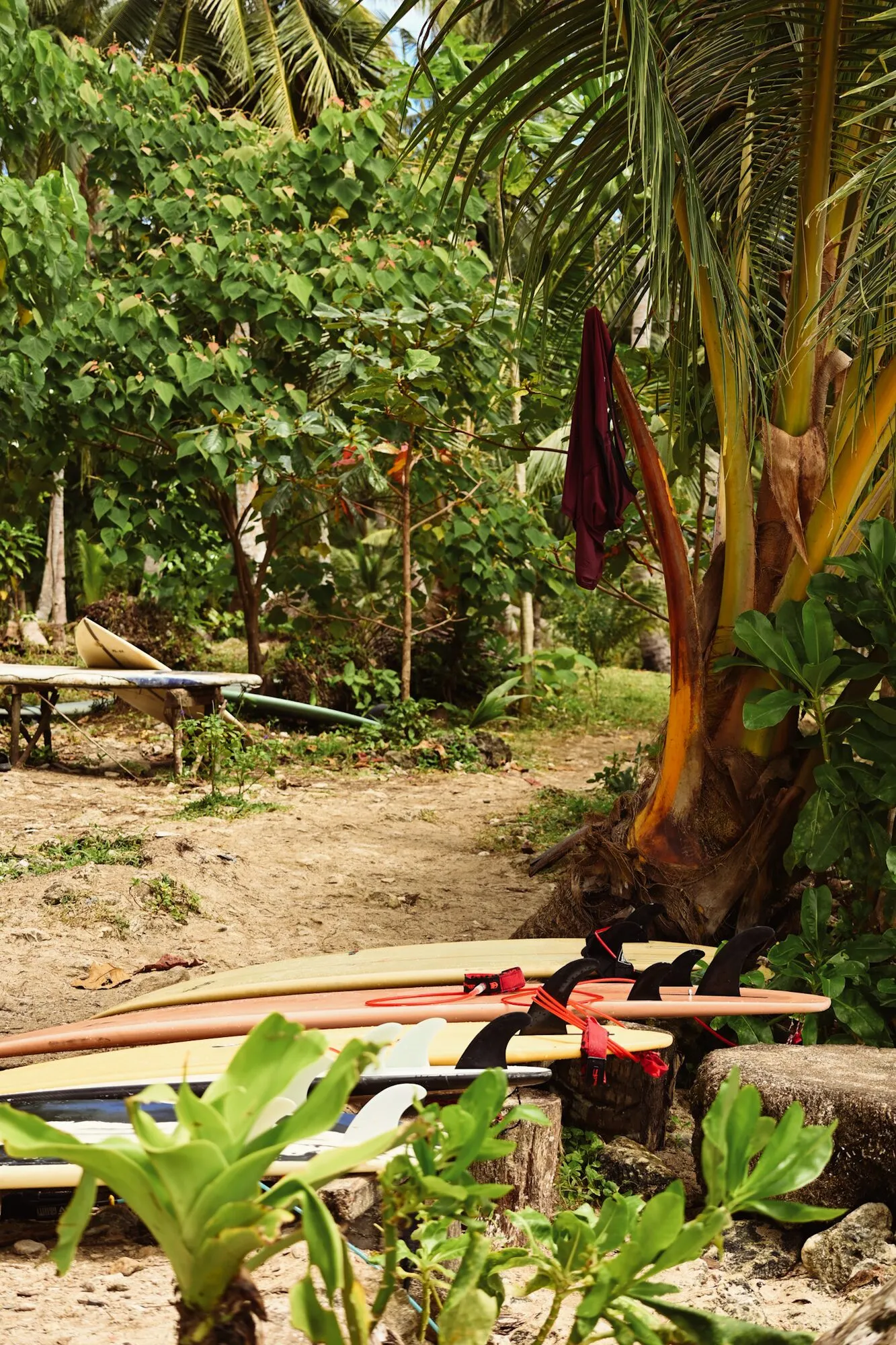 Longboards laid on the sand in the shade of palms and tropical plants beside a beach path