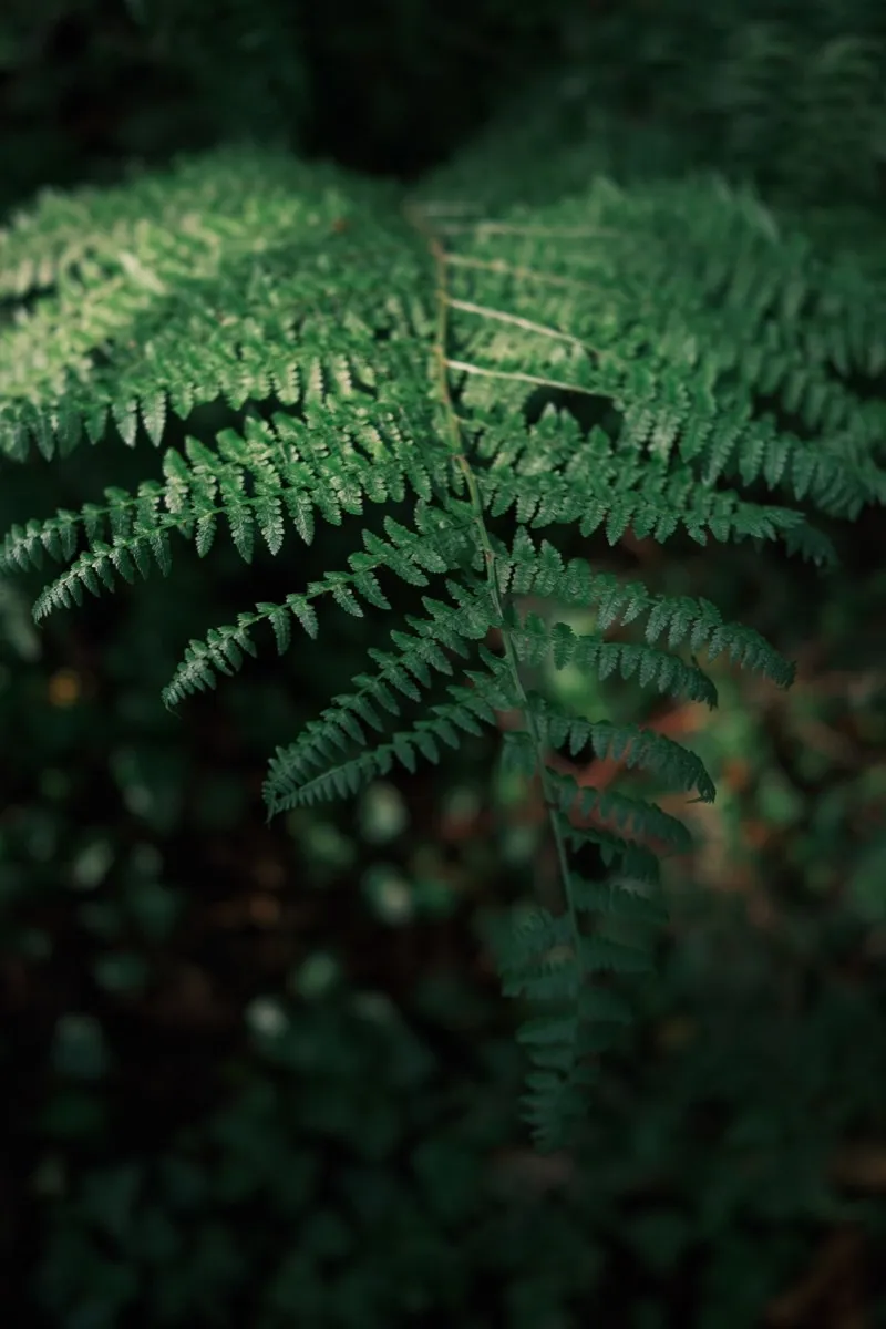 Fern frond catching light in Siargao tropical forest