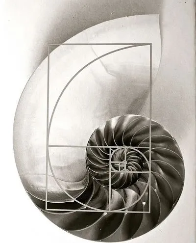 nautilus shell with golden ratio spiral overlay