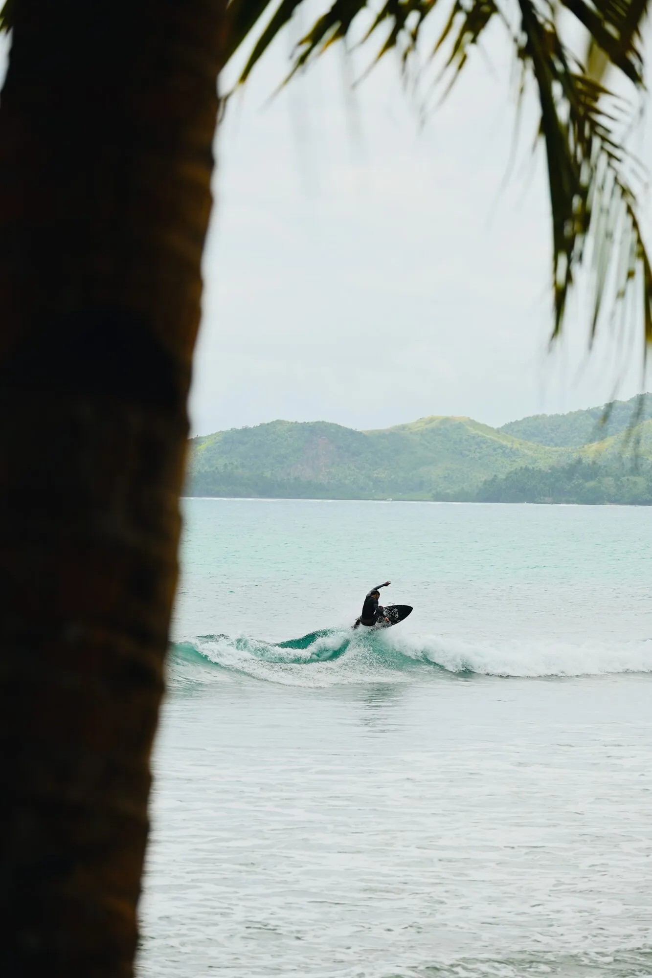 A surfer turning on a small wave, seen past a palm trunk, with green hills across the water