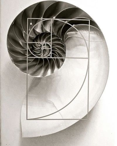 nautilus shell with golden ratio spiral overlay