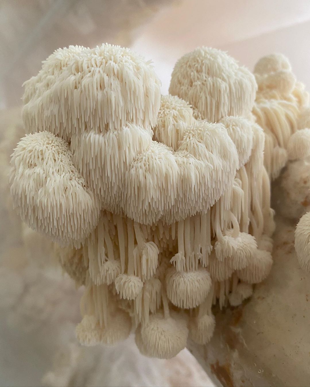 Lion's mane mushroom close-up