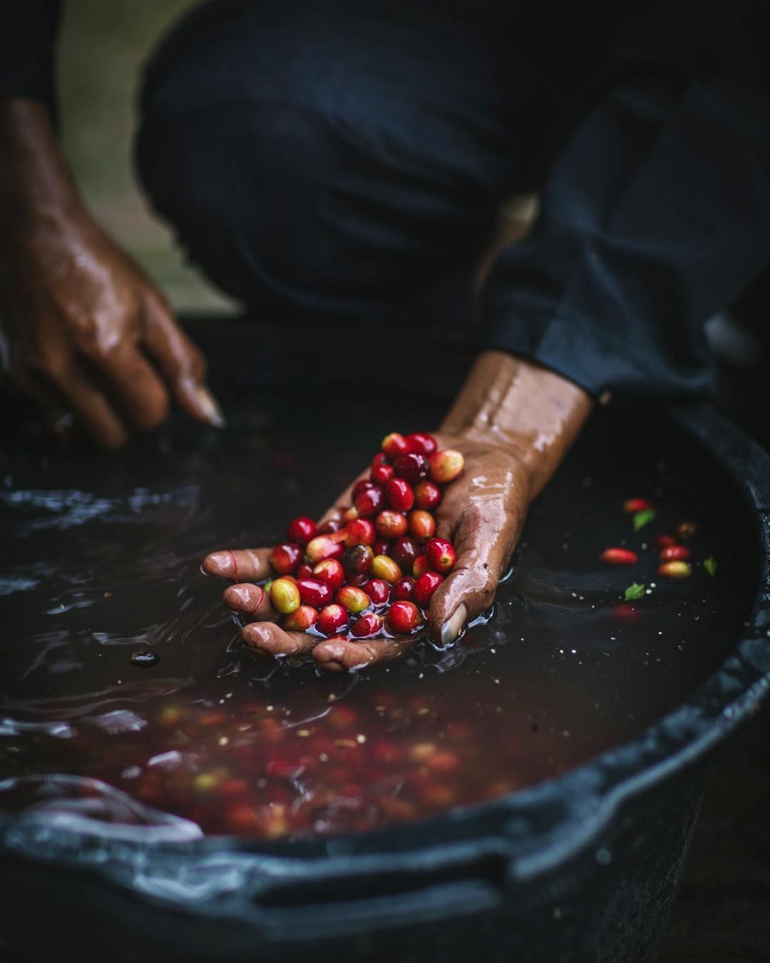 Raw coffee cherries being washed by hand