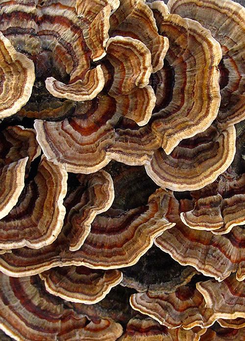 Reishi mushroom with concentric rings