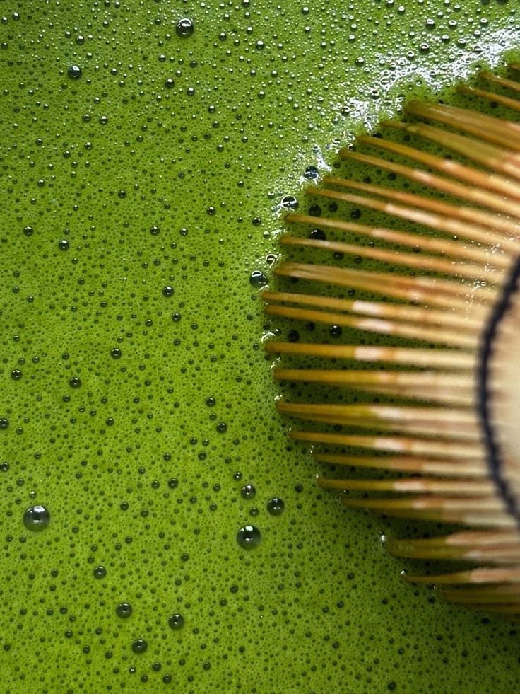 Matcha being whisked with traditional chasen