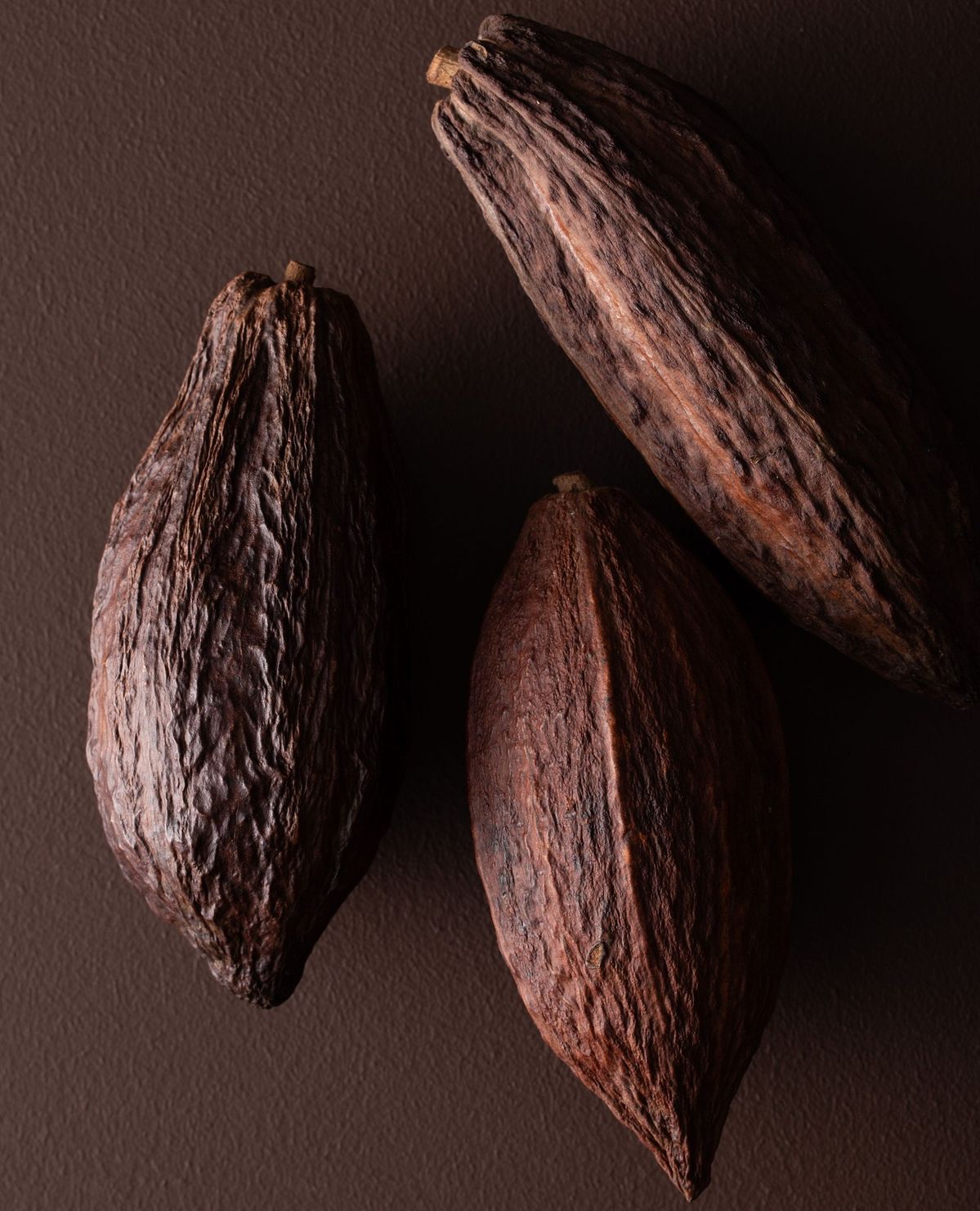 Cacao pods on dark background