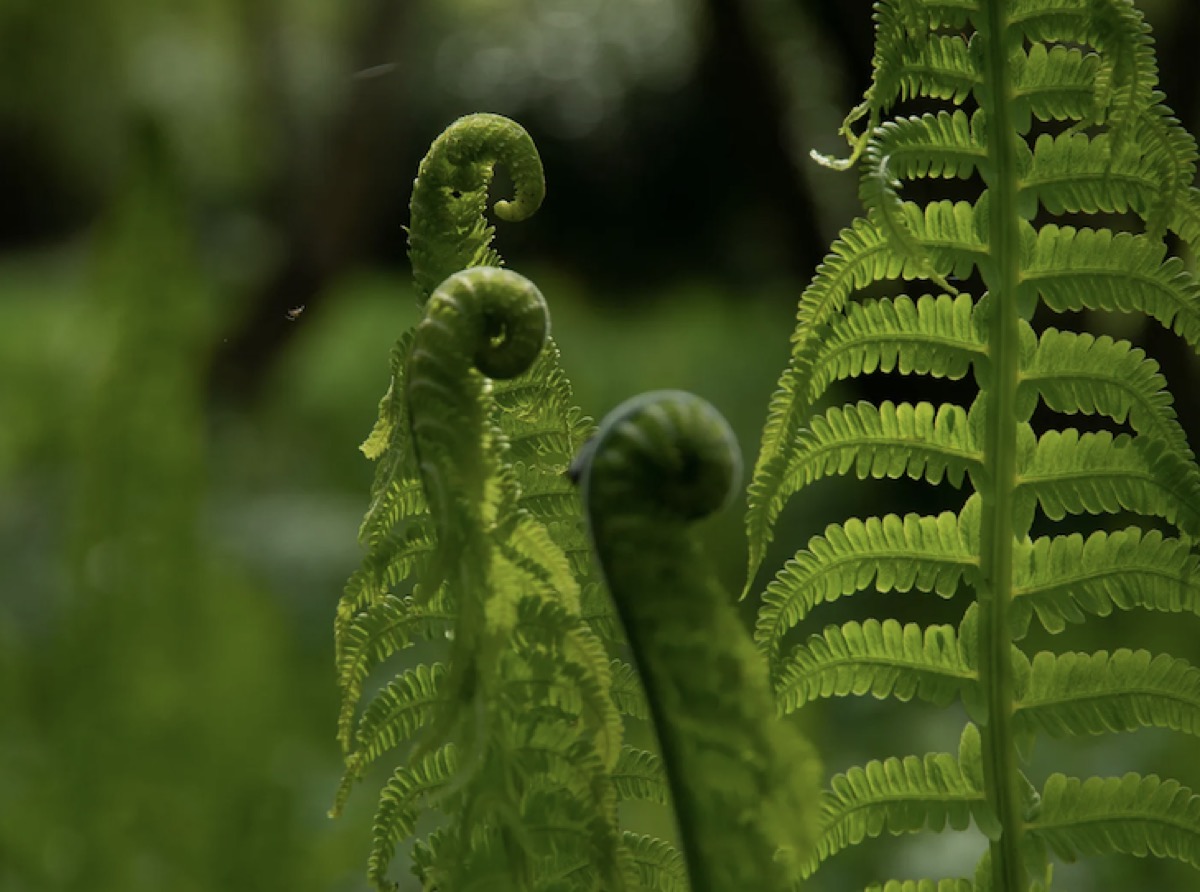 Fern fronds unfurling in Siargao tropical forest