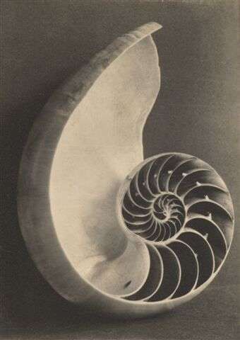 Nautilus shell cross-section showing golden spiral