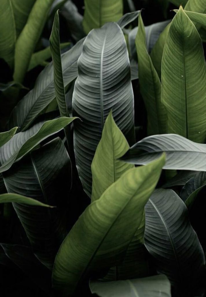 personalized supplementation and nutrition at vultun siargao