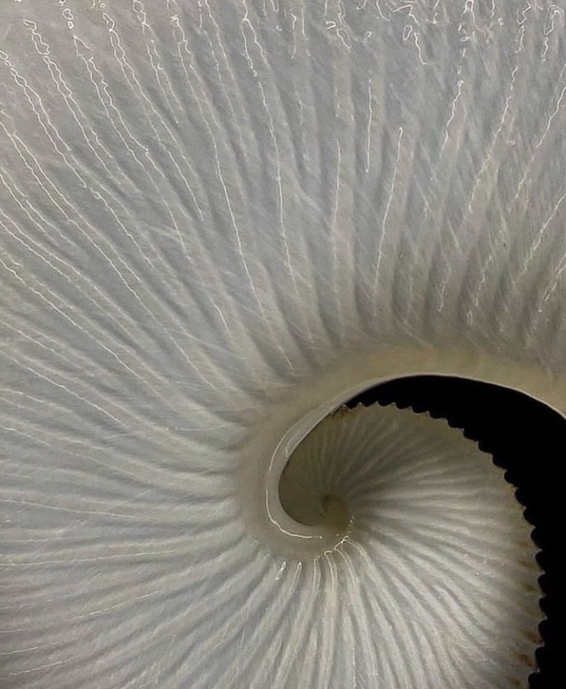 Nautilus shell spiral — sacred geometry and natural patterns